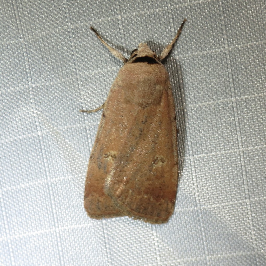 Anicla biformata
