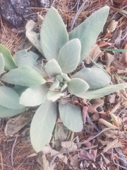 Verbascum thapsus