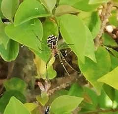Leucauge argyra