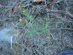 Heterotheca oregona