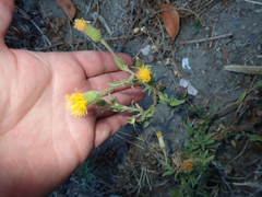 Heterotheca oregona