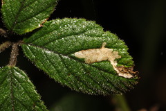 Coptotriche marginea