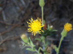 Heterotheca oregona
