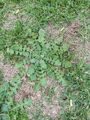 Raphanus raphanistrum landra