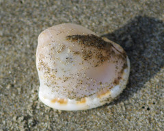 Semicassis centiquadrata