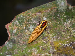 Semiotus illigeri