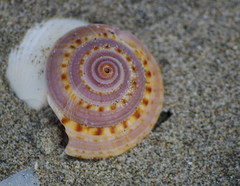 Architectonica nobilis