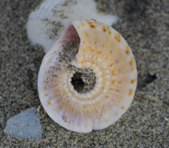 Architectonica nobilis