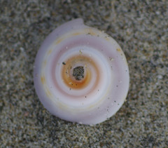 Architectonica nobilis