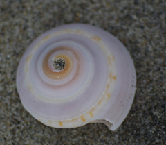 Architectonica nobilis