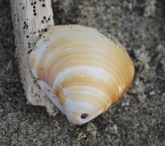 Tivela