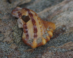 Bursidae