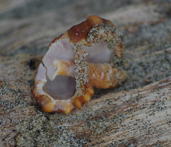 Bursidae