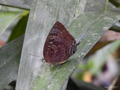 Arhopala centaurus nakula