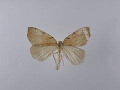 Sestra humeraria