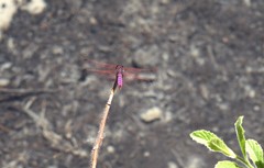Trithemis annulata