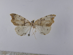 Chalastra pellurgata