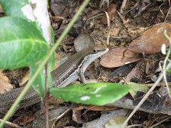 Trachylepis depressa