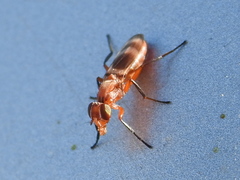 Zacompsia fulva