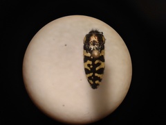 Acmaeodera decipiens