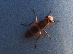 Zacompsia fulva