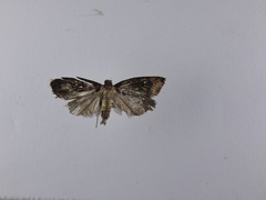 Cryptaspasma querula