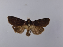 Austramathes purpurea