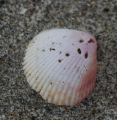 Dallocardia senticosa