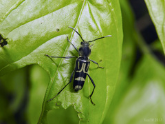 Xylotrechus javanicus