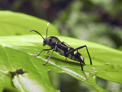 Xylotrechus javanicus