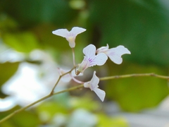 Ionopsis utricularioides