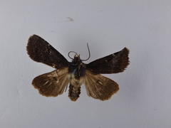 Austramathes purpurea