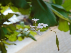 Ionopsis utricularioides