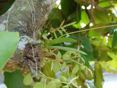 Ionopsis utricularioides