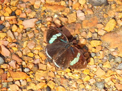 Diaethria clymena
