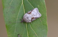 Acleris cornana