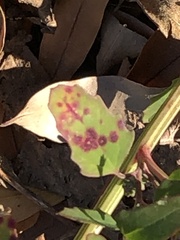 Norvellina chenopodii