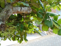 Ionopsis utricularioides