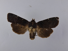 Austramathes purpurea