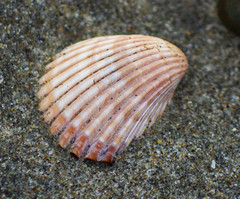 Trachycardium procerum