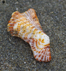 Arca pacifica