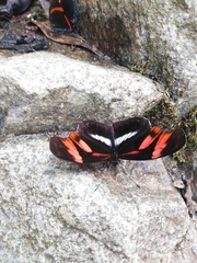 Podotricha telesiphe