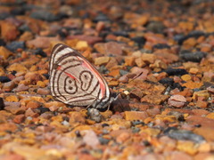 Diaethria clymena