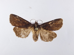 Austramathes purpurea