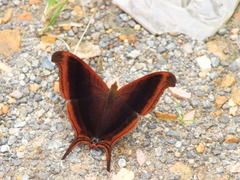 Marpesia zerynthia