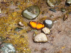 Tegosa pastazena