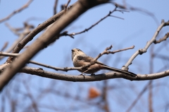 Aegithalos glaucogularis