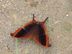 Marpesia zerynthia