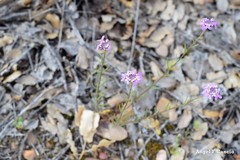 Iberis ciliata