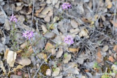 Iberis ciliata